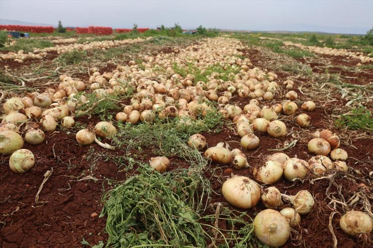 Suriye sınırında hasadı başladı Kilosu 25 TL: Doğal antibiyotik olarak biliniyor, 70 derdin devası