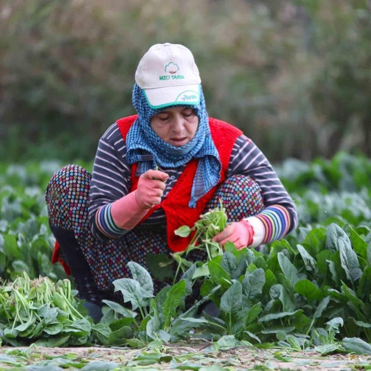 Bahçesi olanın yeni darphanesi: Bir kez ekimle 20 kat kazanç kapısı aralanıyor