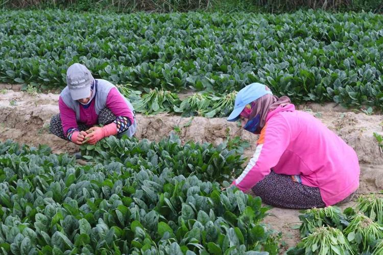 Bahçesi olanın yeni darphanesi: Bir kez ekimle 20 kat kazanç kapısı aralanıyor