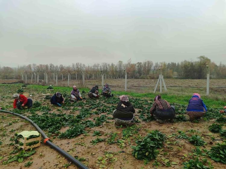 MALİYETLER DÜŞÜYOR, KAZANÇ KATLANIYOR