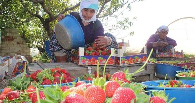 İzmirden tüm Türkiyeye yayılıyor:Diğer ürünlerden daha çok kazandırıyor diyerek duyurdular: Kilosu 120 lira