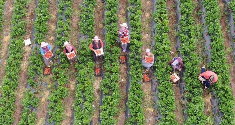 İzmirden tüm Türkiyeye yayılıyor:Diğer ürünlerden daha çok kazandırıyor diyerek duyurdular: Kilosu 120 lira