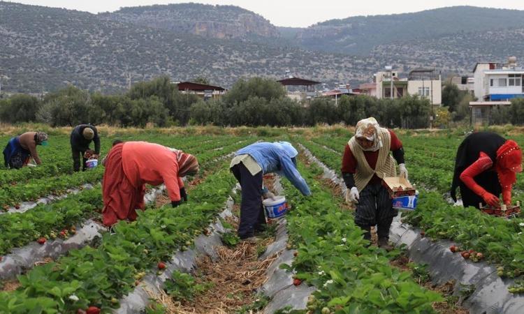 İzmirden tüm Türkiyeye yayılıyor:Diğer ürünlerden daha çok kazandırıyor diyerek duyurdular: Kilosu 120 lira