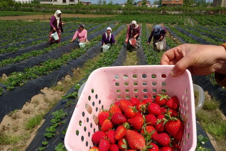İzmirden tüm Türkiyeye yayılıyor:Diğer ürünlerden daha çok kazandırıyor diyerek duyurdular: Kilosu 120 lira