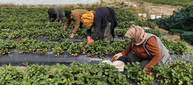 60 BİN TON ÜRETİM BEKLENİYOR