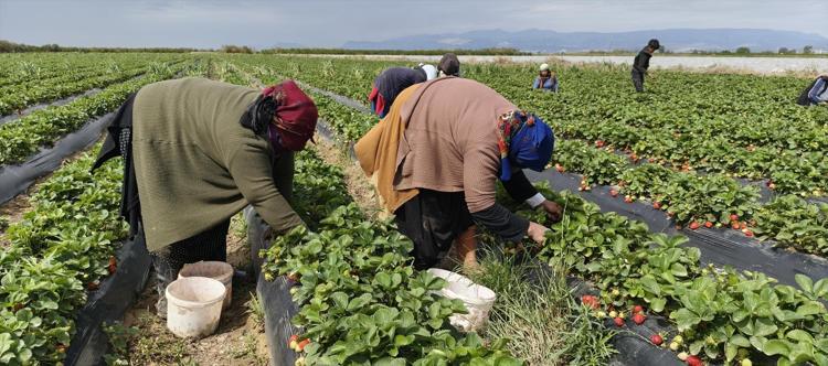 Hasadı başladı, kilosu 65 TL Dubai ve Katara kilo kilo satılıyor: Kan şekerini dengeleyip kolajen depoluyor
