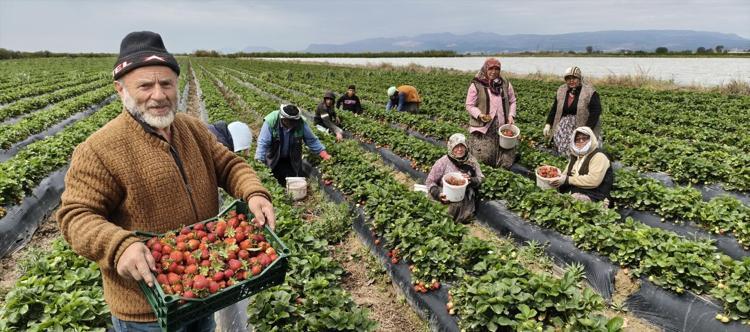 Hasadı başladı, kilosu 65 TL Dubai ve Katara kilo kilo satılıyor: Kan şekerini dengeleyip kolajen depoluyor