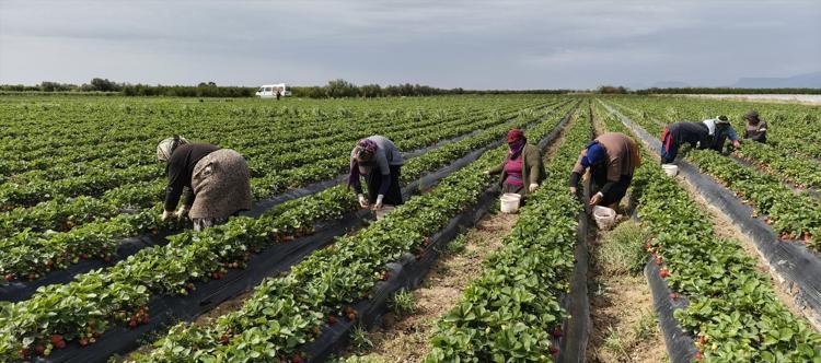 Hasadı başladı, kilosu 65 TL Dubai ve Katara kilo kilo satılıyor: Kan şekerini dengeleyip kolajen depoluyor