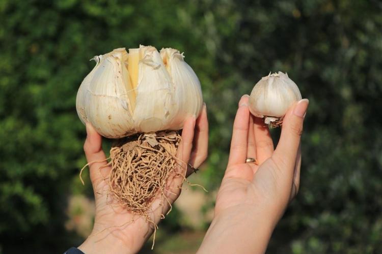 TasteAtlas Açıkladı: Dünyanın en kaliteli sarımsakları arasında Türkiye damgası