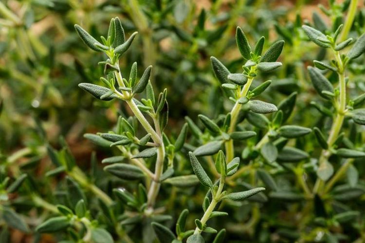 Limon ve sarımsaktan 10 kat daha güçlü Tıkalı damarları açıp kolesterolü ve iltihabı vücuttan uzaklaştırıyor