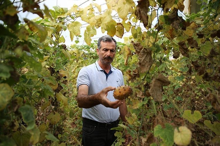 Yürüyüş yaparken buldu, şimdi servet kazanıyor Balkonda yetiştirip tanesini 200 liradan satıyor: Talebe yetişemiyor
