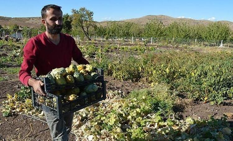 TANESİ 200 LİRADAN ALICI BULUYOR