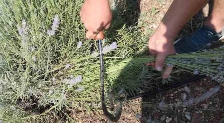 Tarlası olan servet sahibi oluyor: Bir kez eken 15 yıl boyunca para basıyor
