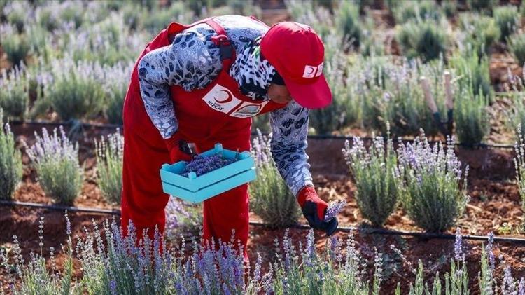 Tarlası olan servet sahibi oluyor: Bir kez eken 15 yıl boyunca para basıyor