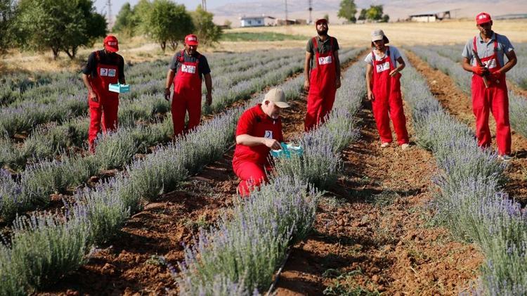 Tarlası olan servet sahibi oluyor: Bir kez eken 15 yıl boyunca para basıyor