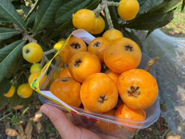 Sarı altında hasat başladı Kanadadan bile kilo kilo talep yağıyor: İç pazarda 50 TL ama yabancılara kilosu 4 dolardan satılıyor