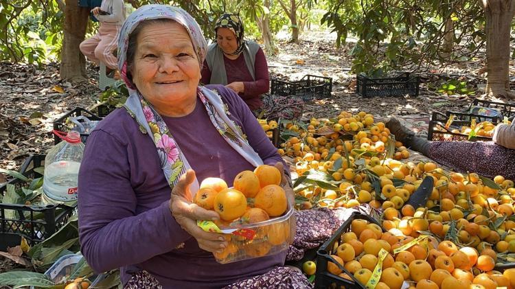Sarı altında hasat başladı Kanadadan bile kilo kilo talep yağıyor: İç pazarda 50 TL ama yabancılara kilosu 4 dolardan satılıyor