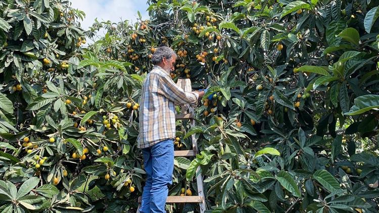Sarı altında hasat başladı Kanadadan bile kilo kilo talep yağıyor: İç pazarda 50 TL ama yabancılara kilosu 4 dolardan satılıyor