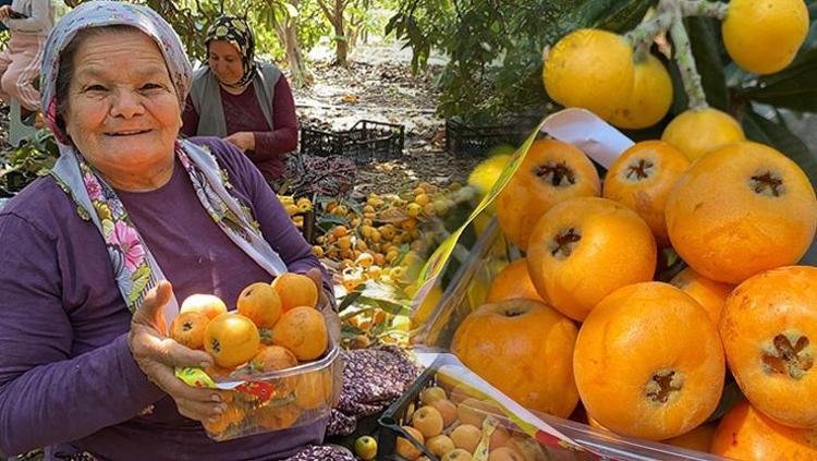 Sarı altında hasat başladı Kanadadan bile kilo kilo talep yağıyor: İç pazarda 50 TL ama yabancılara kilosu 4 dolardan satılıyor