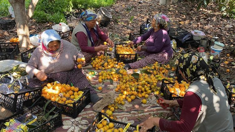 Sarı altında hasat başladı Kanadadan bile kilo kilo talep yağıyor: İç pazarda 50 TL ama yabancılara kilosu 4 dolardan satılıyor