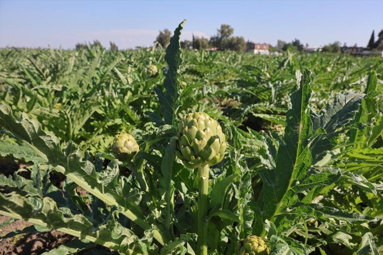 Hatay’da 7 yıllık emek meyvesini verdi 70 derdin devasında hasat başladı