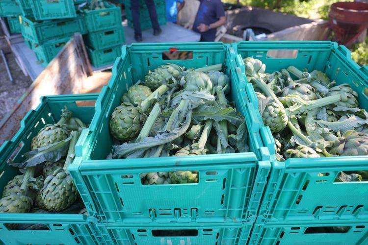 Hatay’da 7 yıllık emek meyvesini verdi 70 derdin devasında hasat başladı