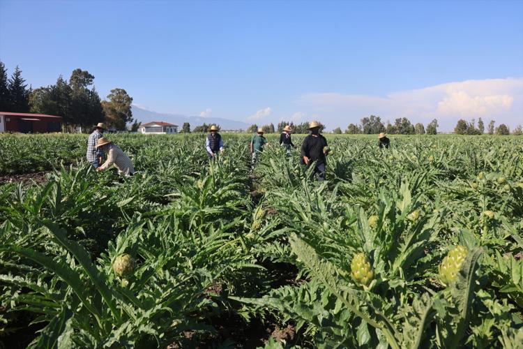 Hatay’da 7 yıllık emek meyvesini verdi 70 derdin devasında hasat başladı