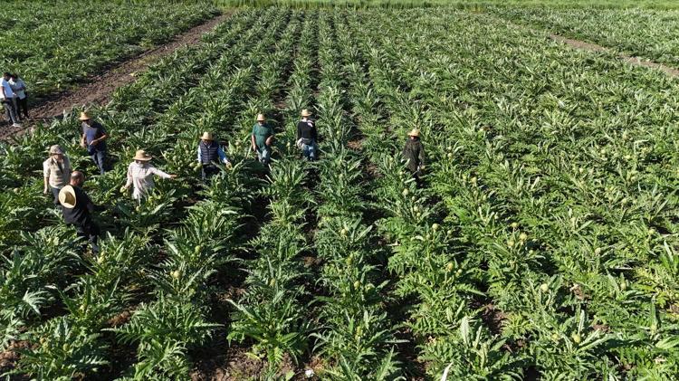 Hatay’da 7 yıllık emek meyvesini verdi 70 derdin devasında hasat başladı