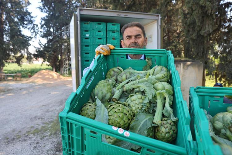 Hatay’da 7 yıllık emek meyvesini verdi 70 derdin devasında hasat başladı