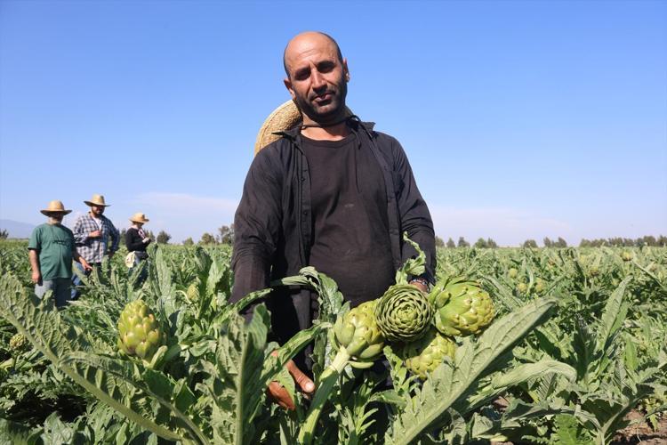 Hatay’da 7 yıllık emek meyvesini verdi 70 derdin devasında hasat başladı