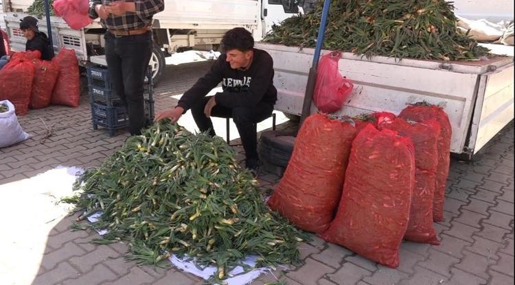 Yaban pırasası değil şifa deposu: Doğada kendiliğinden yetişen bu otu toplayan köşeyi dönüyor