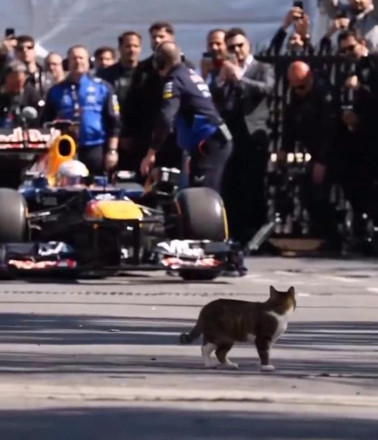 Formula 1 pilotuna selam veren sokak kedisi kalpleri eritti Dünya bu görüntüleri konuşuyor: İstanbulda sıradan bir gün