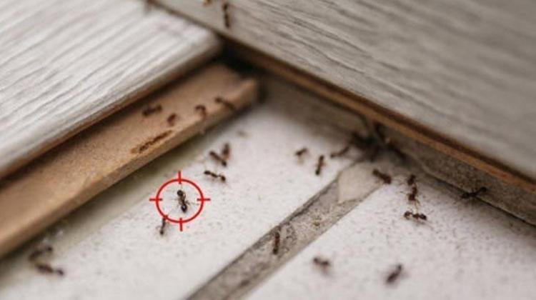 Mutfağınıza bir daha asla uğramayacaklar: Tek bir damlası karıncaları kapıdan döndürüyor
