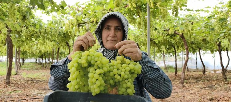 Mersinde hasadı başladı Kilosu 600 TLden satılıyor, tertemiz C vitamini kaynağı