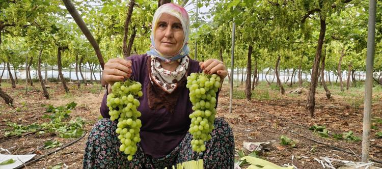 Mersinde hasadı başladı Kilosu 600 TLden satılıyor, tertemiz C vitamini kaynağı