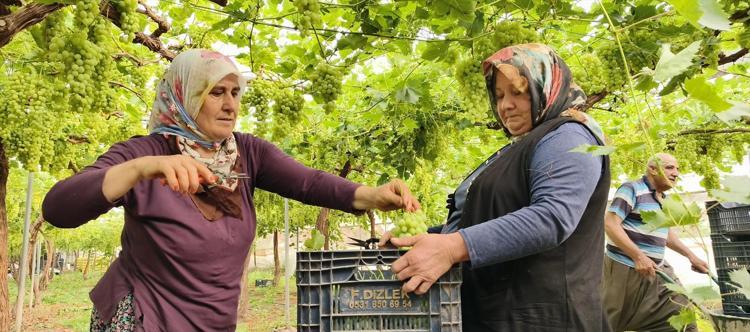 Mersinde hasadı başladı Kilosu 600 TLden satılıyor, tertemiz C vitamini kaynağı