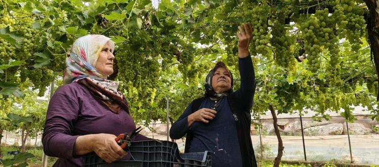 Mersinde hasadı başladı Kilosu 600 TLden satılıyor, tertemiz C vitamini kaynağı