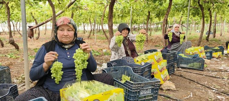 Mersinde hasadı başladı Kilosu 600 TLden satılıyor, tertemiz C vitamini kaynağı