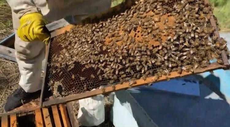 Dede mesleği baharın gelişiyle canlandı Sofralar tatlansın diye arıcılar azimle çalışıyor
