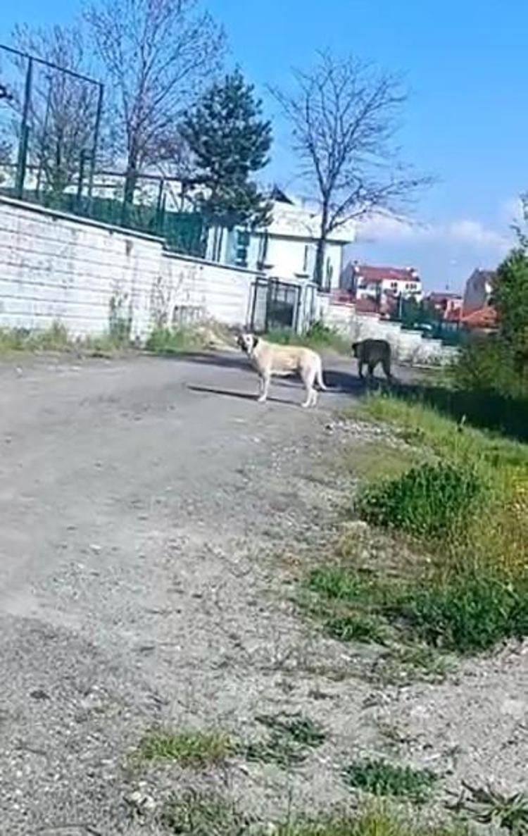 Küçük bedende dev yürek Köpeklerden kaçarken arkadaşını sırtında taşıdı