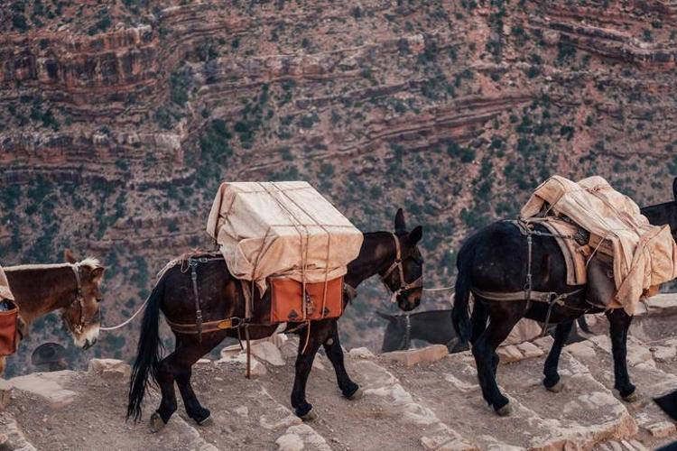 Buraya sadece katırla ulaşılabiliyor Dünyanın en gelişmiş ülkesinde şaşırtan yolculuk: Tam 3 bin metre derinlikte