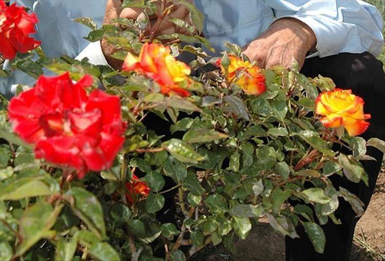 GÜL AĞACI VE DİLEK KAĞIDI