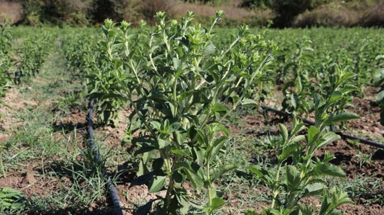 Şekerden yüzlerce kat daha tatlı Az su istiyor, altınla yarışıyor: Kilosu 1.750 TL’ye çıktı, siparişlere yetişilemiyor