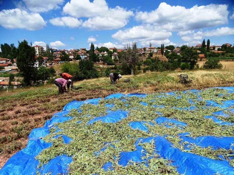 Şekerden yüzlerce kat daha tatlı Az su istiyor, altınla yarışıyor: Kilosu 1.750 TL’ye çıktı, siparişlere yetişilemiyor
