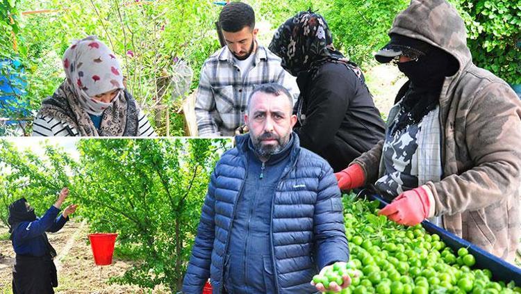 Turgutlu’da yeşil elmas mesaisi başladı Kilogram fiyatını görenler gözlerine inanamıyor