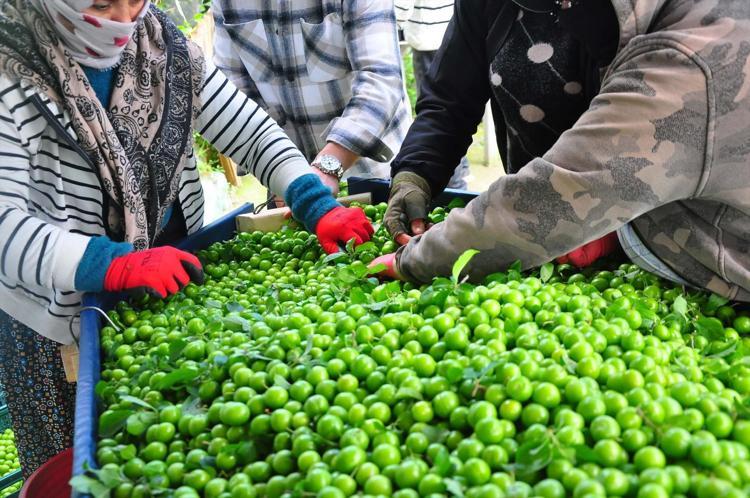 Turgutlu’da yeşil elmas mesaisi başladı Kilogram fiyatını görenler gözlerine inanamıyor