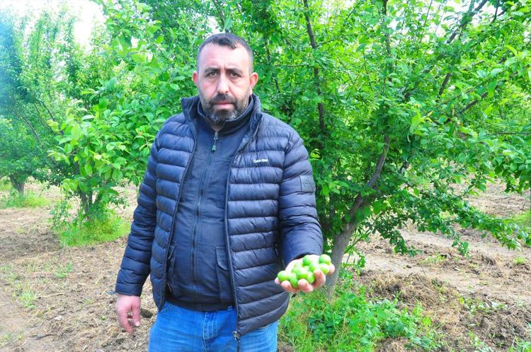 Turgutlu’da yeşil elmas mesaisi başladı Kilogram fiyatını görenler gözlerine inanamıyor