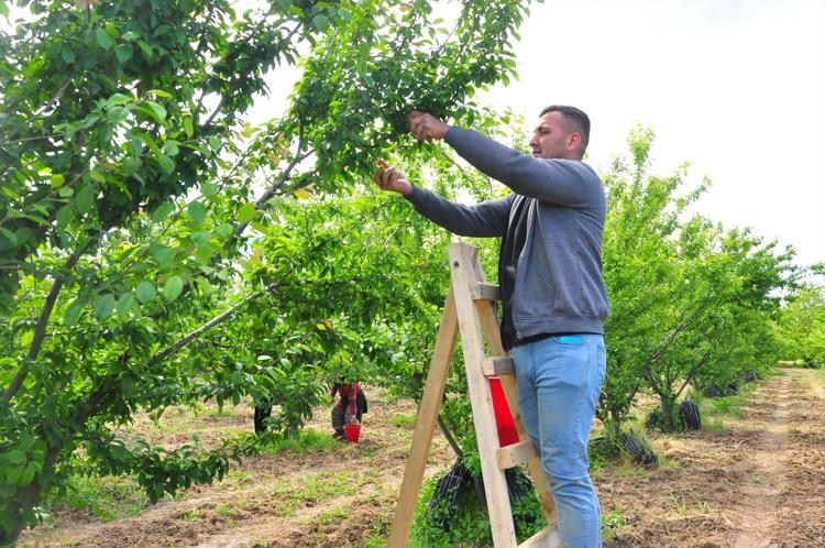 Turgutlu’da yeşil elmas mesaisi başladı Kilogram fiyatını görenler gözlerine inanamıyor