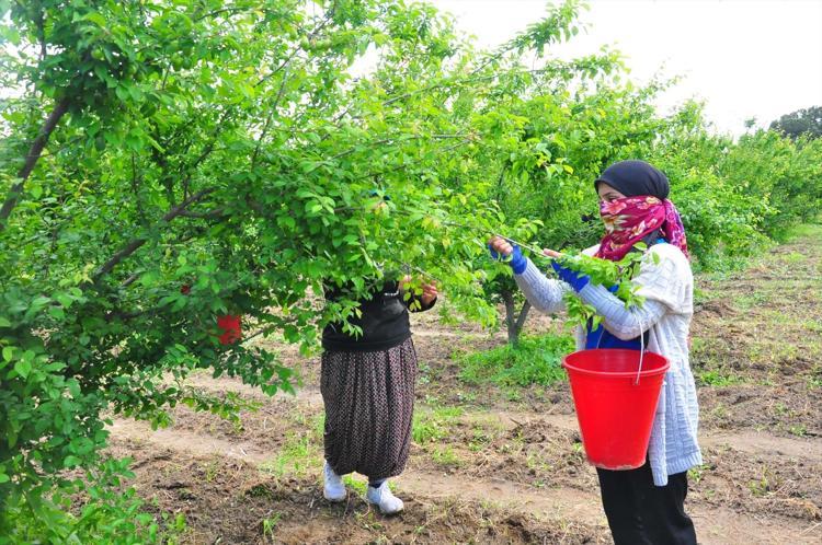 Turgutlu’da yeşil elmas mesaisi başladı Kilogram fiyatını görenler gözlerine inanamıyor