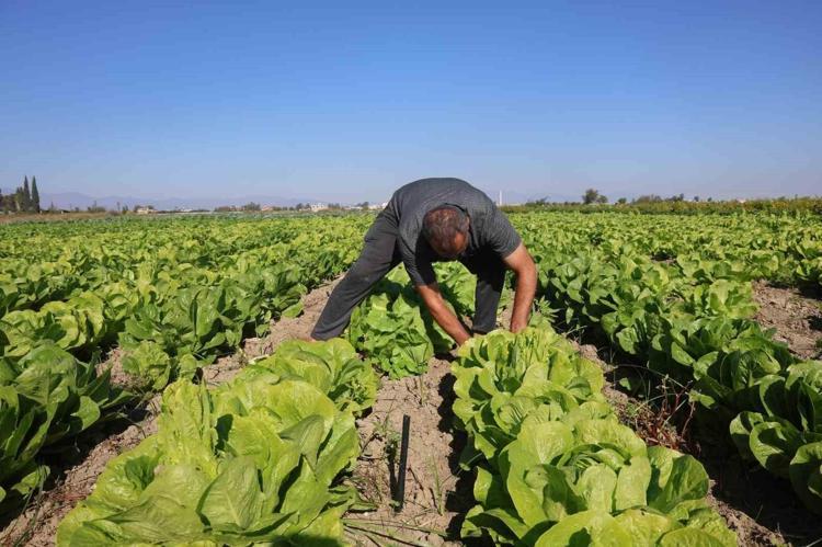 Doğu’nun Çukurovasından müjde geldi: 2026 yılının ilk hasadı başladı Görenler şaşırıyor...